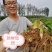 山东牛奶芋头小毛芋头现挖现发支持一件代发
