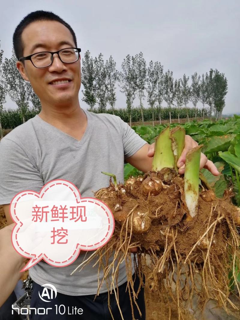 山东牛奶芋头小毛芋头现挖现发支持一件代发