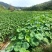 山东牛奶芋头小毛芋头现挖现发支持一件代发