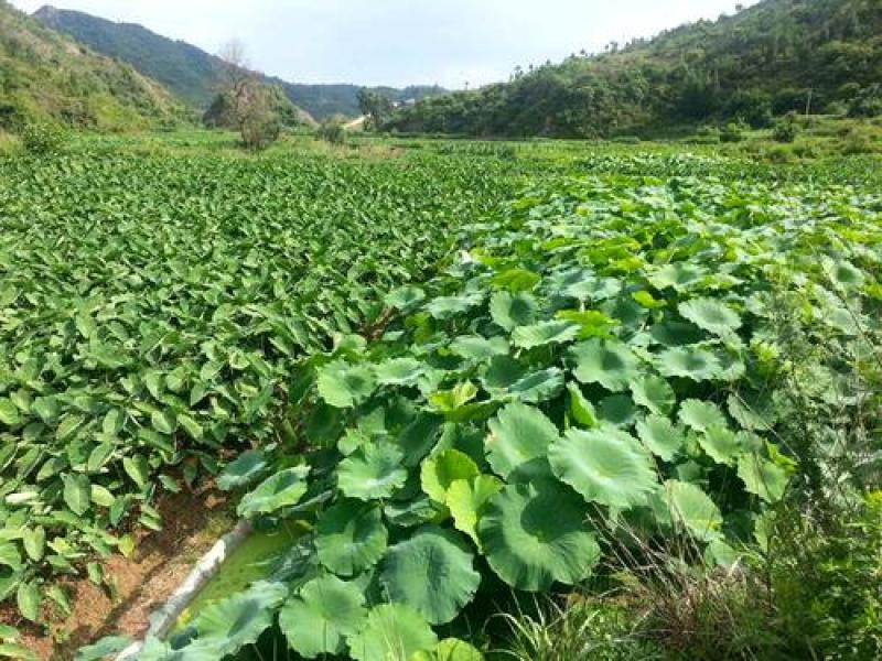 山东牛奶芋头小毛芋头现挖现发支持一件代发