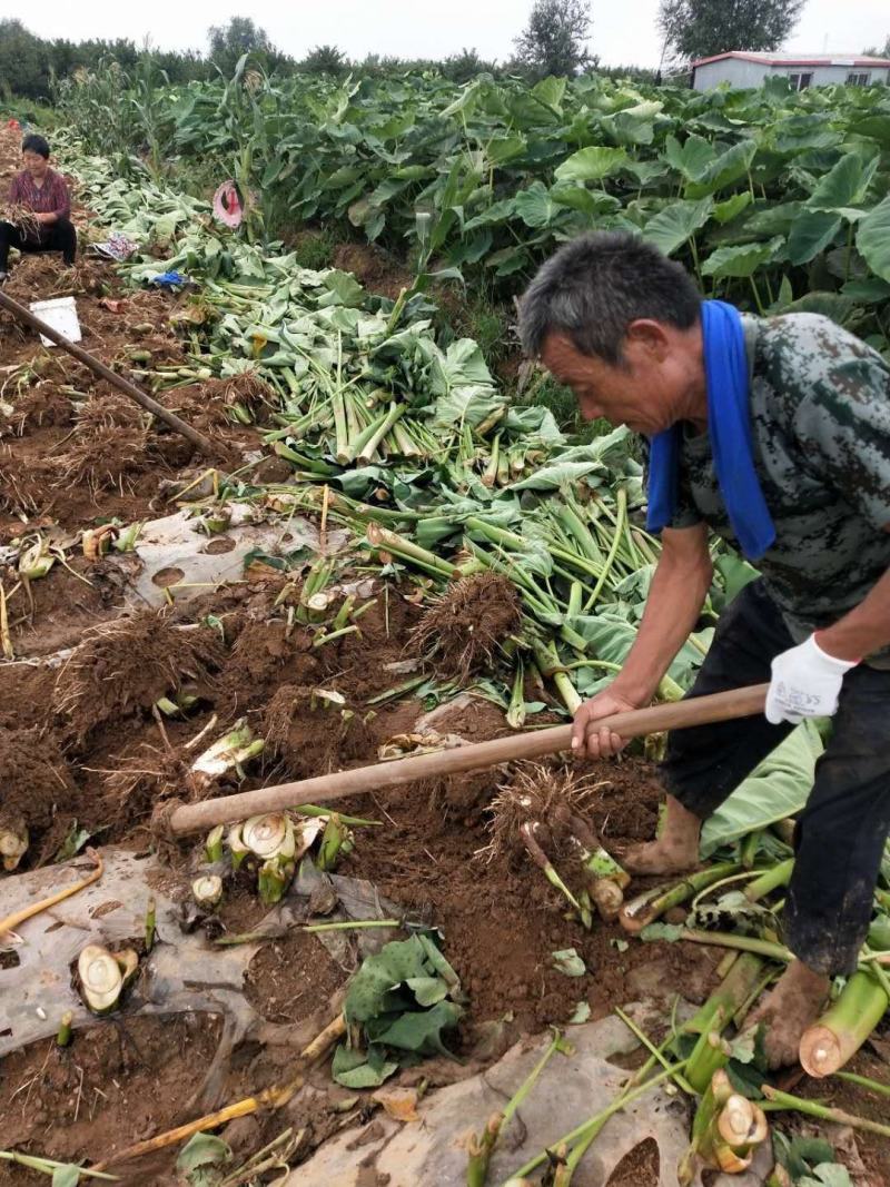 山东牛奶芋头小毛芋头现挖现发支持一件代发