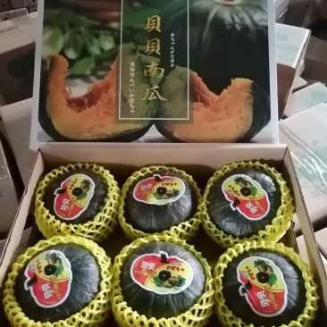 山东贝贝南瓜惠和贝贝全年供货支持一件代发