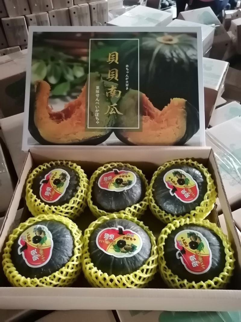 山东贝贝南瓜惠和贝贝全年供货支持一件代发