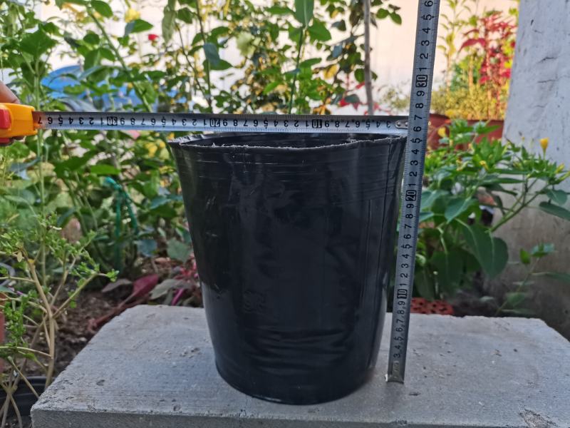 育苗杯营养杯一次性营养钵育苗杯塑料育苗杯育苗袋