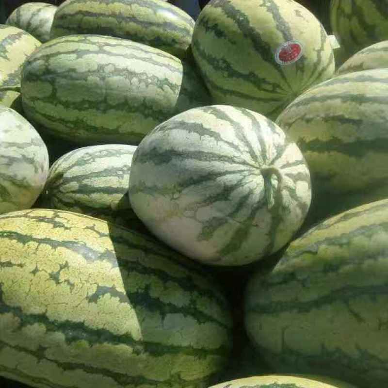 甘肃西瓜宁夏西瓜白银西瓜金花西瓜金城五号