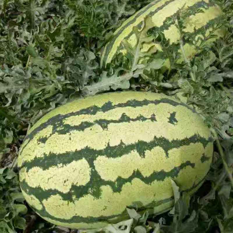 甘肃西瓜宁夏西瓜白银西瓜金花西瓜金城五号