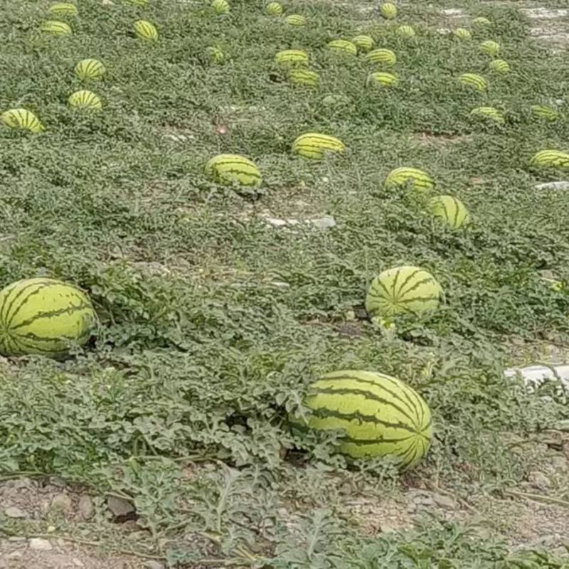 甘肃西瓜宁夏西瓜白银西瓜金花西瓜金城五号