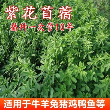 紫花苜蓿草种子四季播种喂猪牛羊鸡鸭鹅兔鱼草