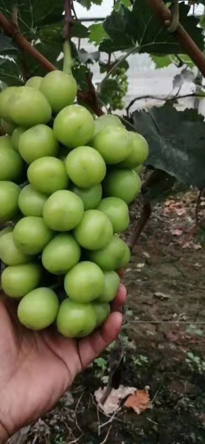 河北【精品阳光玫瑰】葡萄产地直发冷库货，欢迎来电