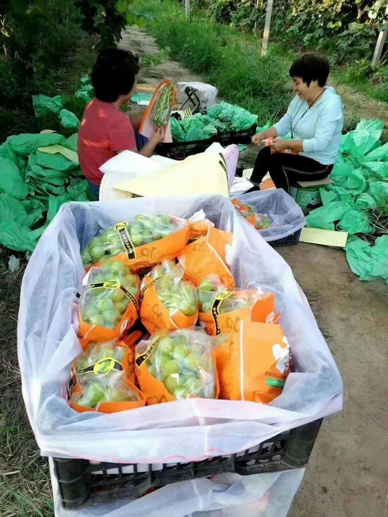 河北【精品阳光玫瑰】葡萄产地直发冷库货，欢迎来电