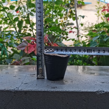 工厂直销育苗杯营养杯营养钵小号育苗杯育苗袋营养钵