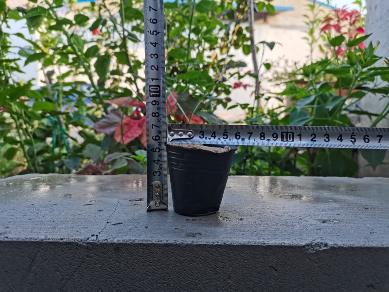 工厂直销育苗杯营养杯营养钵小号育苗杯育苗袋营养钵