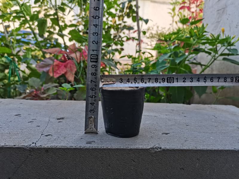 工厂直销育苗杯营养杯营养钵小号育苗杯育苗袋营养钵