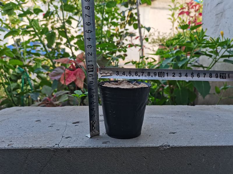工厂直销育苗杯营养杯营养钵小号育苗杯育苗袋营养钵