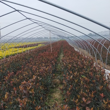 大量出售红叶石楠杯苗
