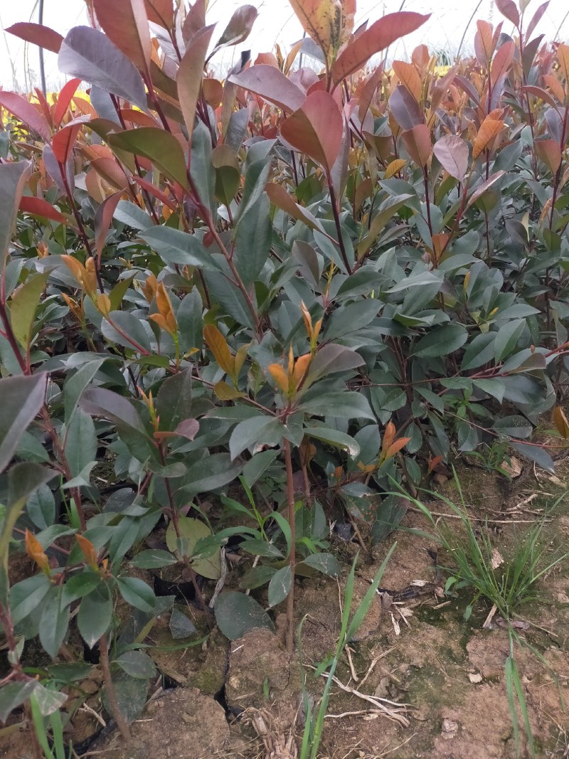 大量出售红叶石楠杯苗