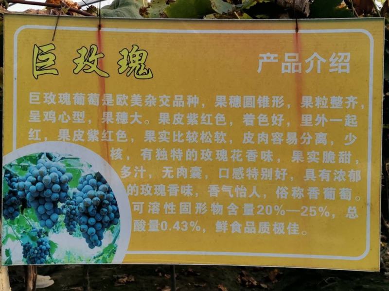 精品应季鲜果+巨玫瑰葡萄