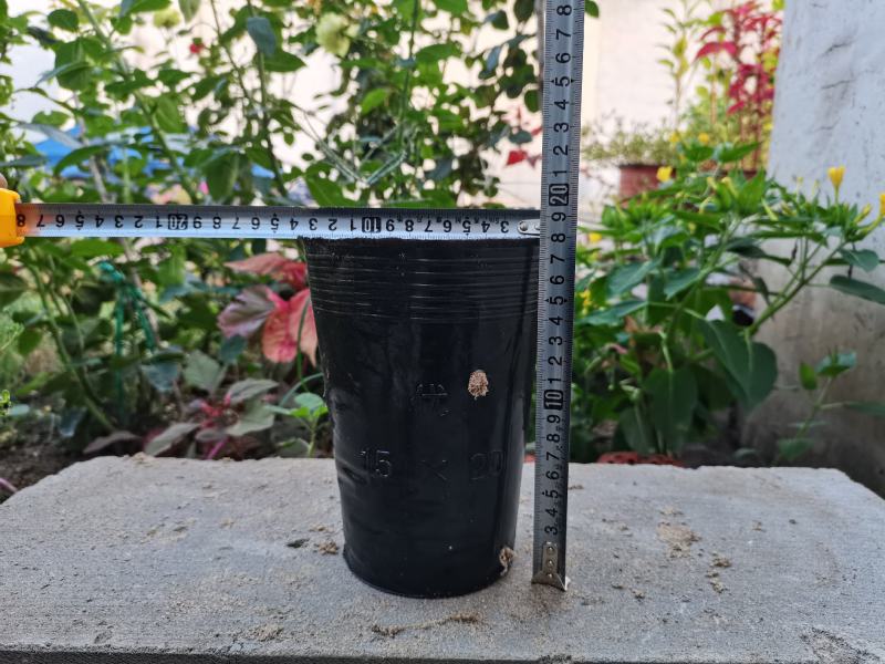营养钵育苗杯育苗盆营养杯工厂直销营养钵育苗杯黑色塑