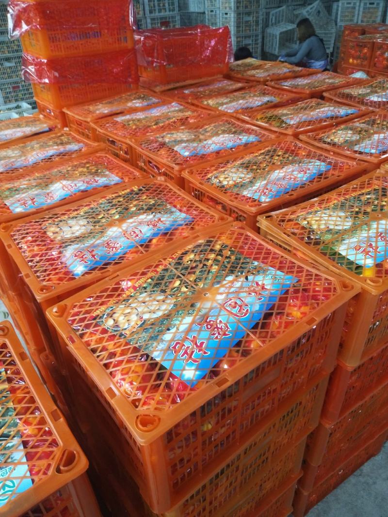 汉中城固高山密桔，皮薄光亮，入口化渣价格随行就市