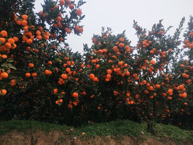 汉中城固高山密桔，皮薄光亮，入口化渣价格随行就市