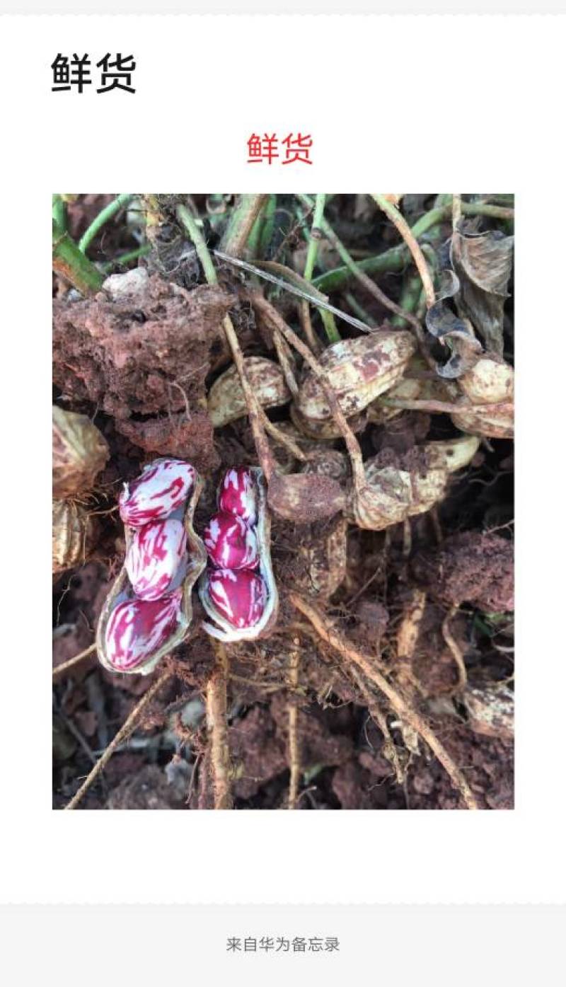 2021年七彩花生手工精选，新货上市批发零售