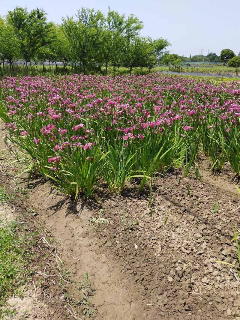 大量出售，菖蒲，黄菖蒲