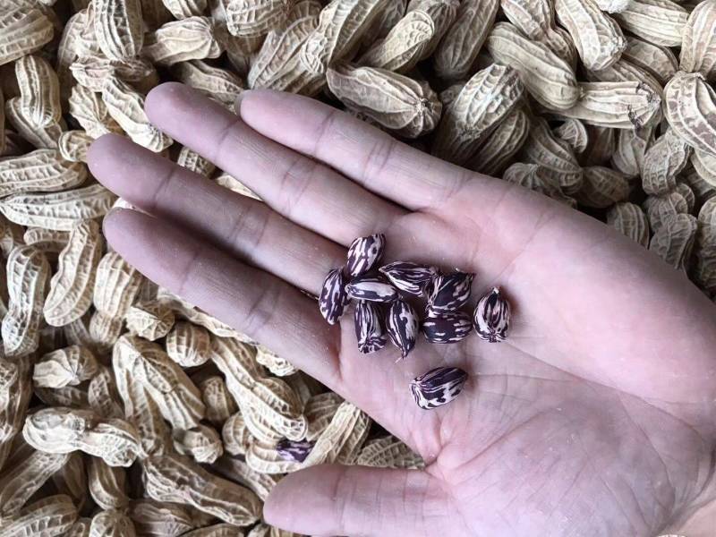 2021年七彩花生手工精选，新货上市批发零售