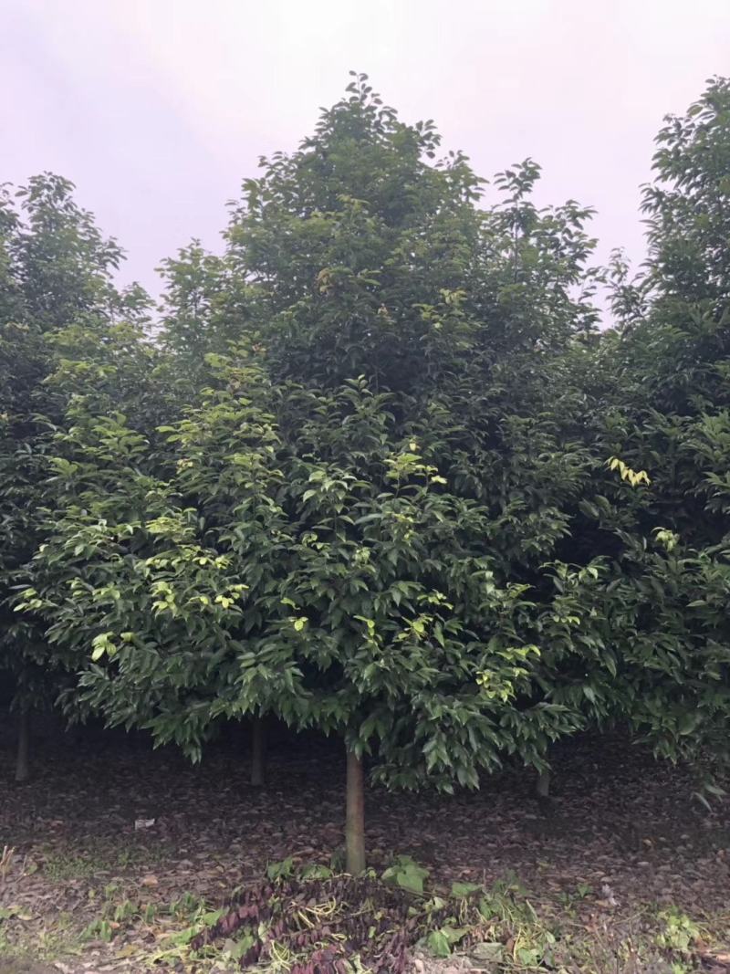 天竺桂胸径13公分，天竺桂图片，天竺桂成都基地货源