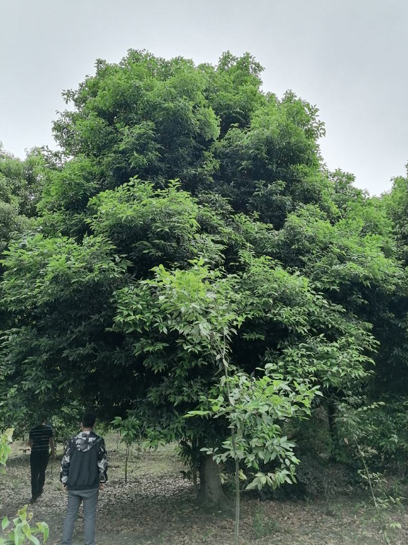 天竺桂胸径13公分，天竺桂图片，天竺桂成都基地货源