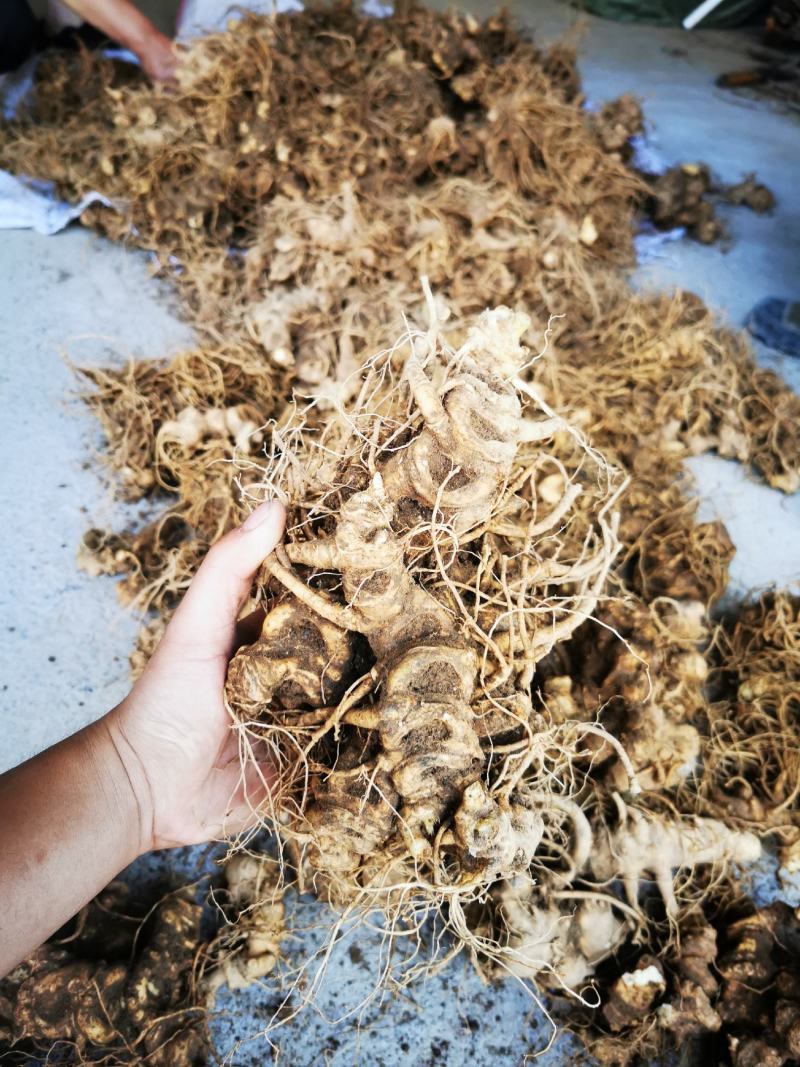 中药材、竹节参（白三七）、鄂西一号，鲜货干货，干度合格