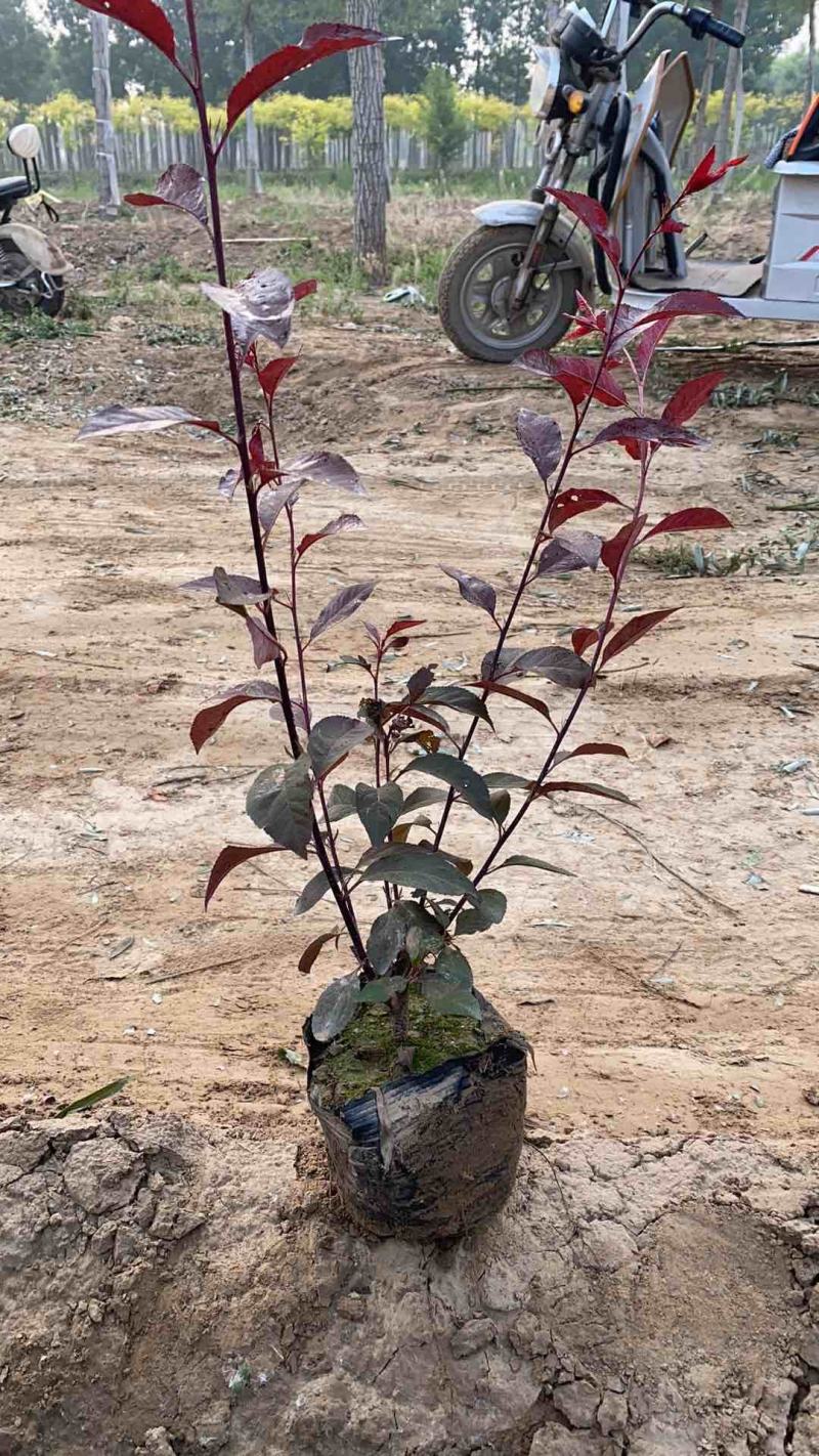 60公分高紫叶矮樱，分支多，自家苗圃质量保证数量保证