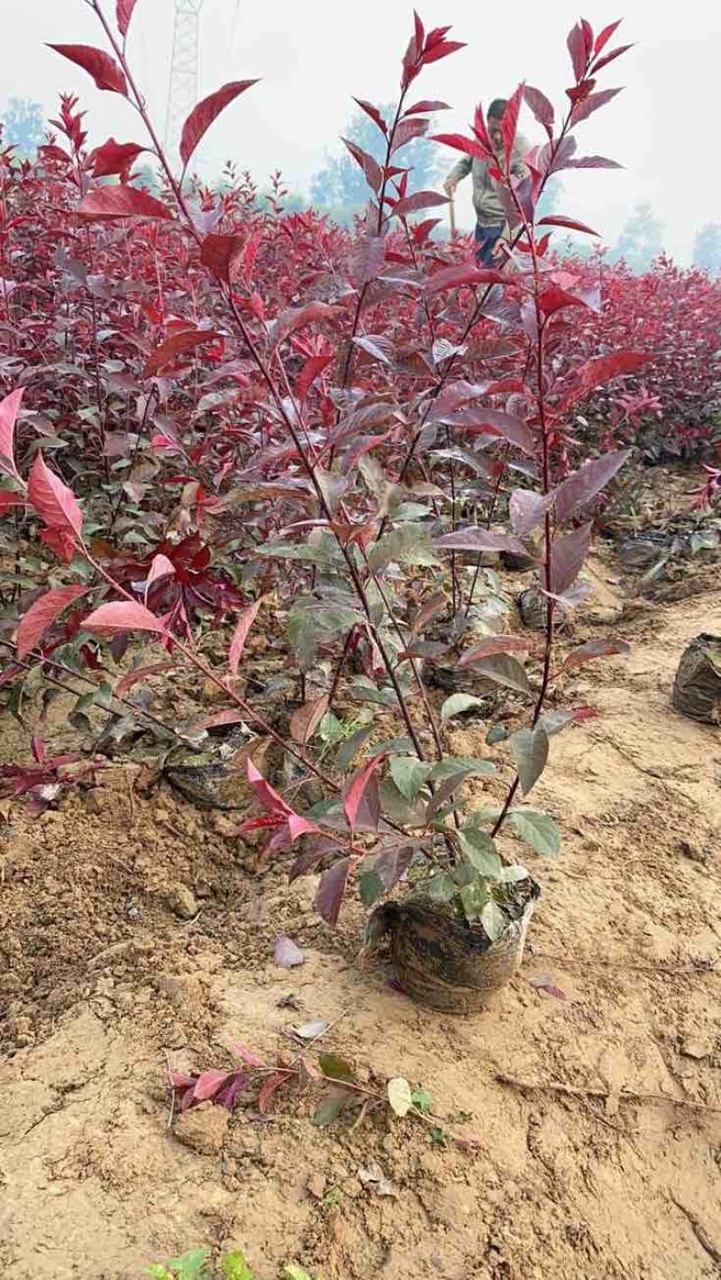 60公分高紫叶矮樱，分支多，自家苗圃质量保证数量保证