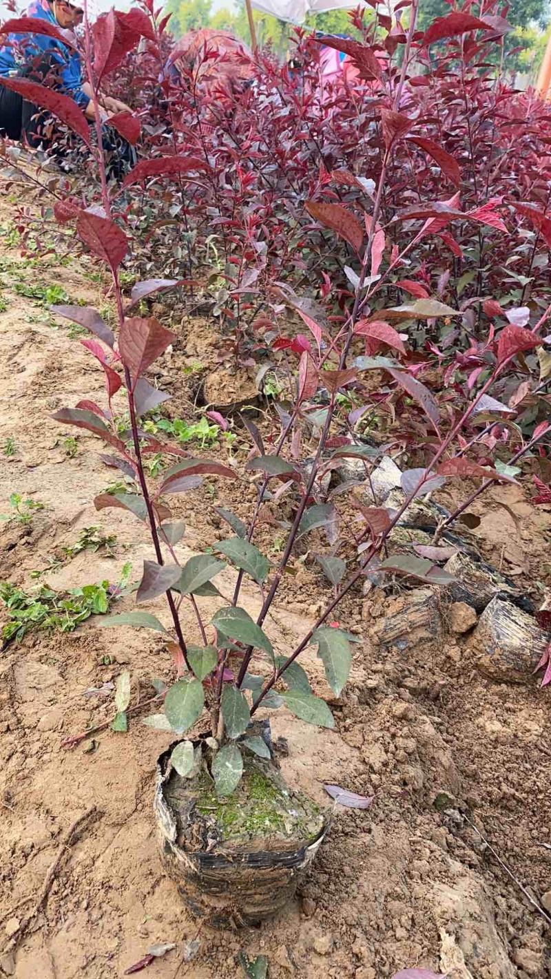 60公分高紫叶矮樱，分支多，自家苗圃质量保证数量保证