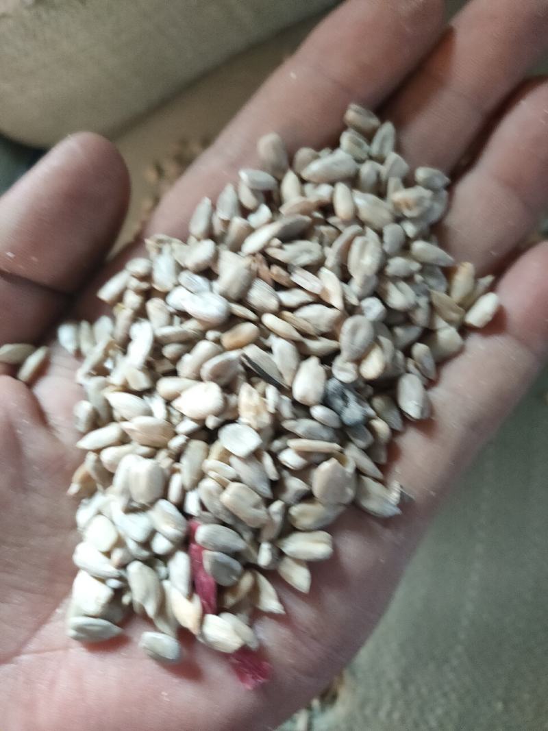 葵花仁，半仔半仁，葵花仔