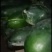 黑皮冬瓜，质量好，货源充足