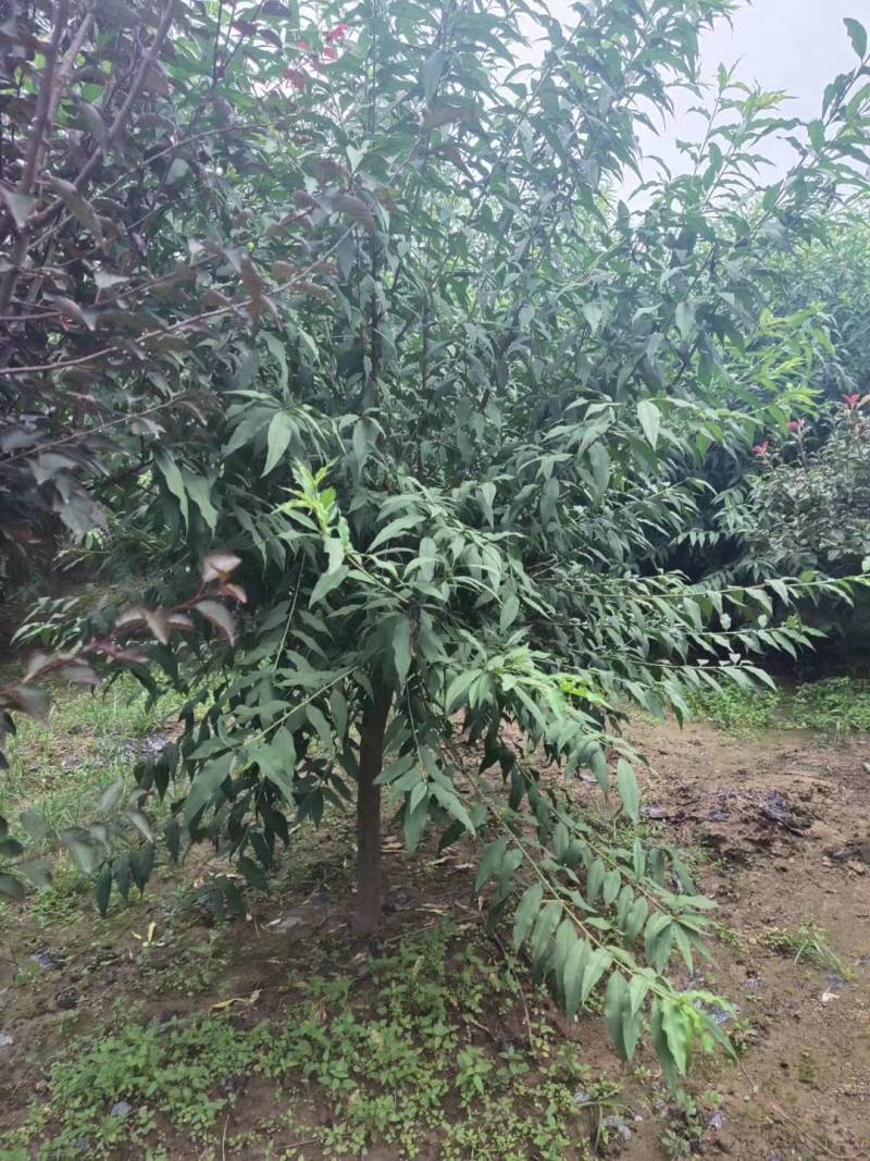 菊花碧桃金秋大量上市