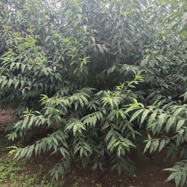 菊花碧桃金秋大量上市