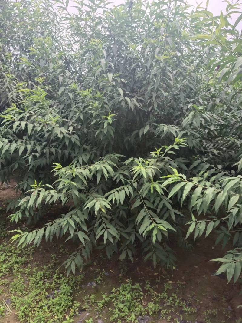 菊花碧桃金秋大量上市