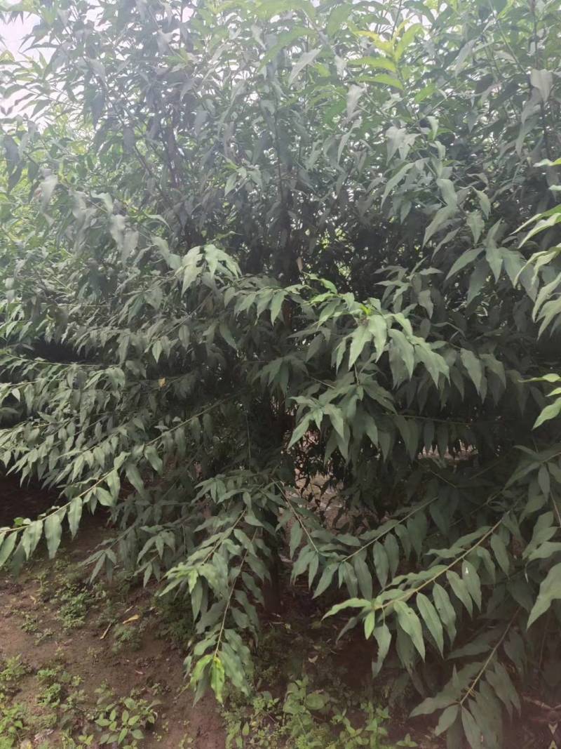 菊花碧桃金秋大量上市
