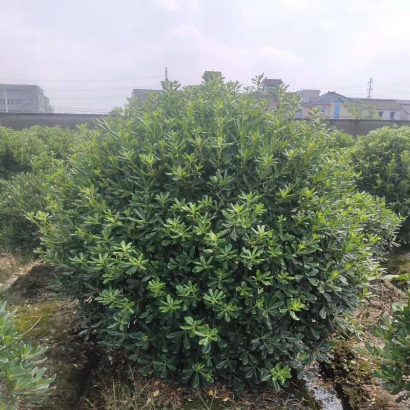 精品海桐球苗规格齐全来自海桐之乡高质量球苗