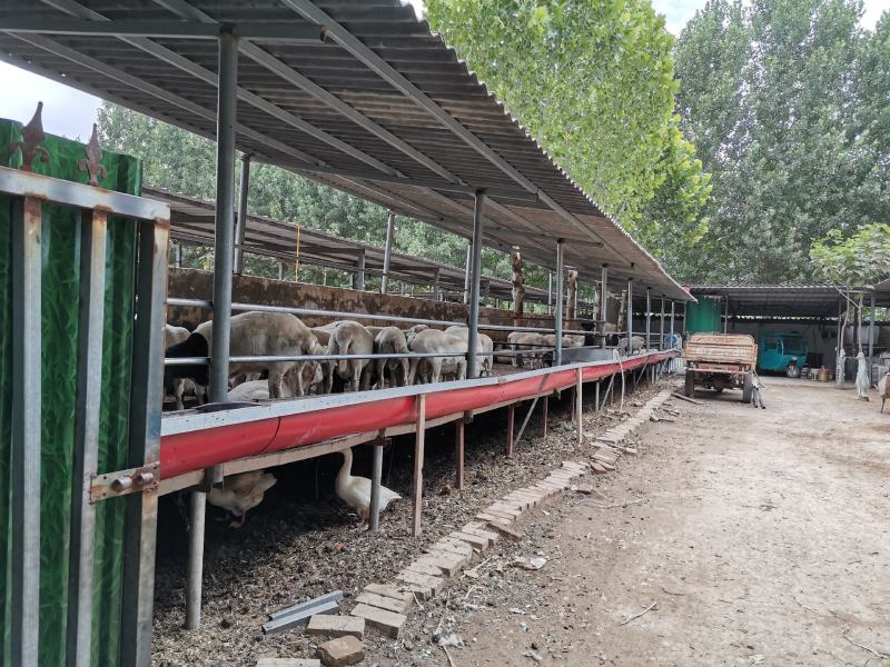 (庆丰沃)生物羊粪改良土壤提高肥力