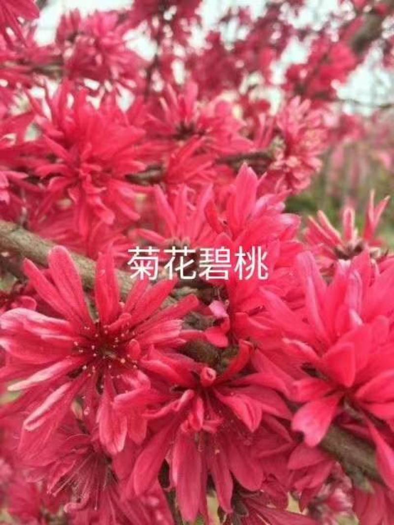 菊花碧桃金秋大量上市