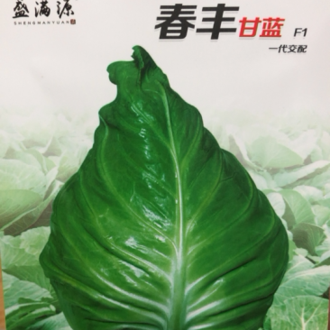 🔥春丰甘蓝牛心种子耐寒耐裂