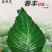 🔥春丰甘蓝牛心种子耐寒耐裂