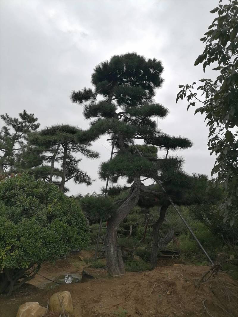 自家造型松基地欢迎前来参观恰谈