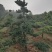 自家造型松基地欢迎前来参观恰谈