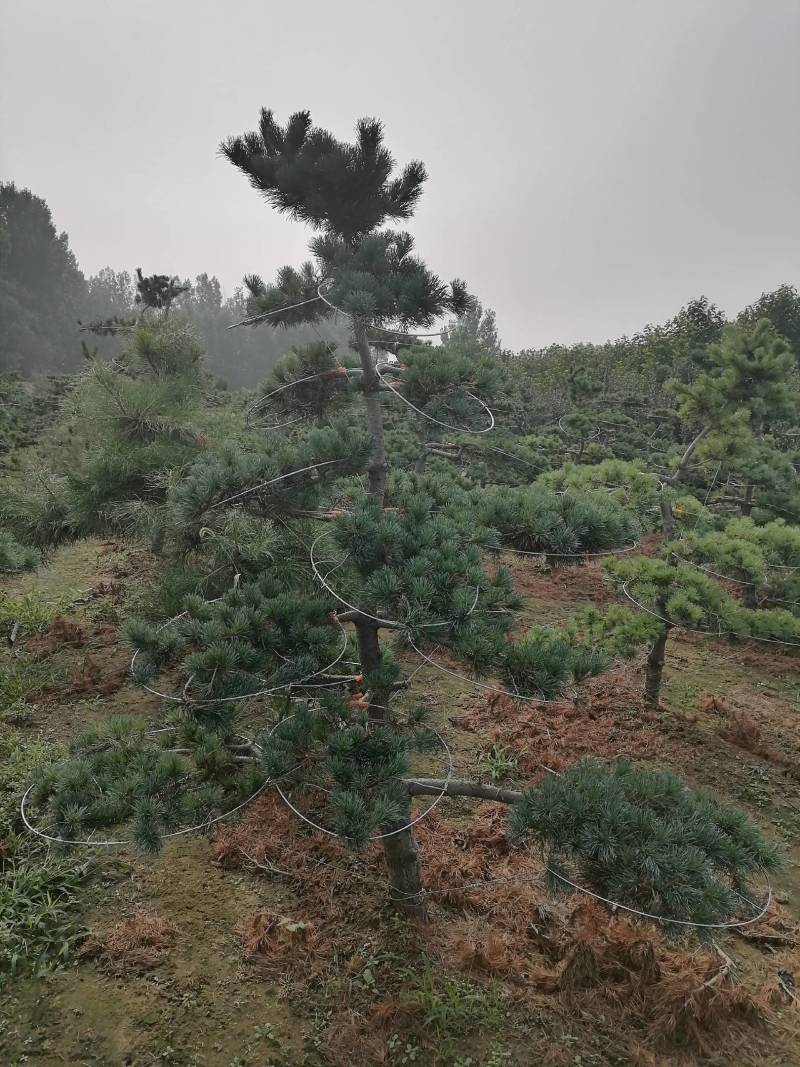 自家造型松基地欢迎前来参观恰谈