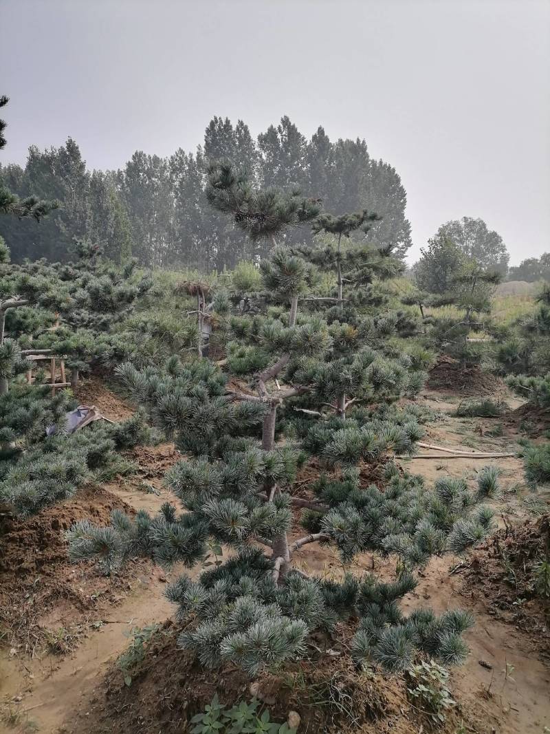 自家造型松基地欢迎前来参观恰谈