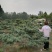 自家造型松基地欢迎前来参观恰谈