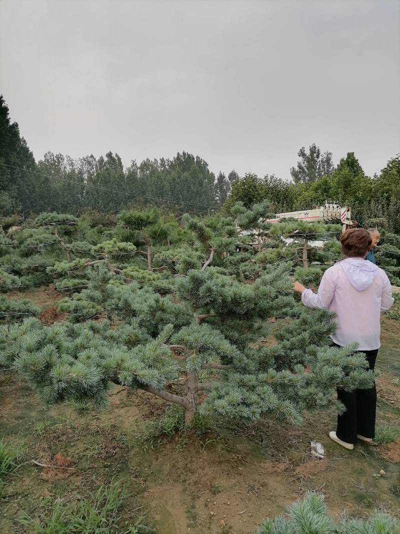 自家造型松基地欢迎前来参观恰谈